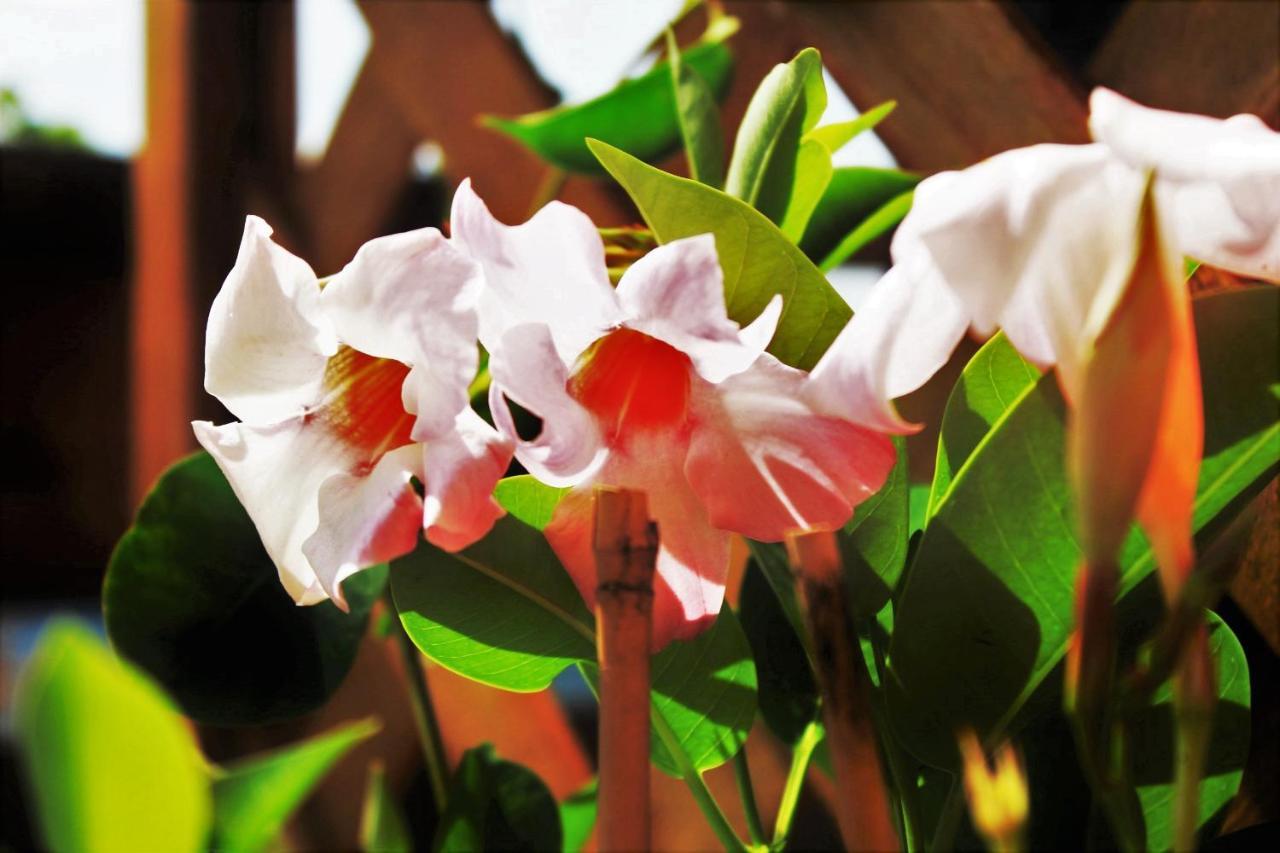 Mansarda Fiorita Bed & Breakfast Abatemarco Dış mekan fotoğraf